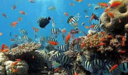 一线吃瓜娱乐圈by海底监